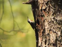 Turkse Boomklever [Sitta krueperi]